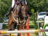 jumper Coyne's Cross (Hanoverian, 2016, from Contendro I)