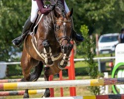 jumper Coyne's Cross (Hanoverian, 2016, from Contendro I)