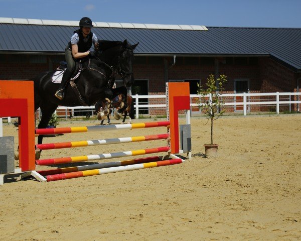 Springpferd Aarhof's Dino Nero (Schweizer Warmblut, 2020, von Dominator 2000 Z)