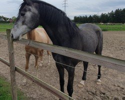 Springpferd Chanetta (Westfale, 2020, von Chacoon Blue)