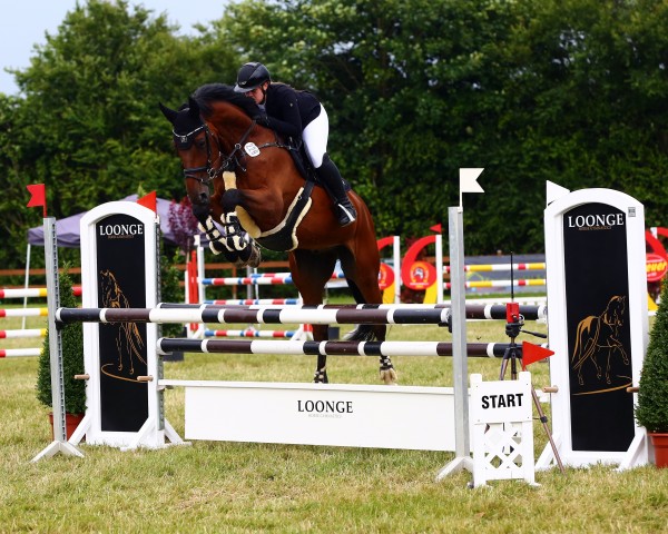 Springpferd Jackie Chan (KWPN (Niederländisches Warmblut), 2014, von Caretino Gold)