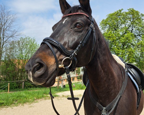 dressage horse Maja (German Warmblood, 2006)