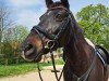 dressage horse Maja (German Warmblood, 2006)