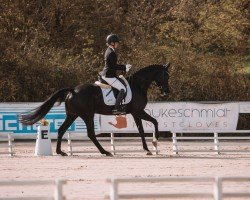 dressage horse Fyenn F (German Sport Horse, 2015, from Feriado)