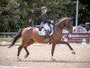dressage horse Cafe's Cara (Oldenburg show jumper, 2011, from Cafe au lait 2)