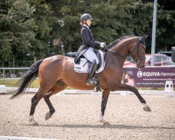 dressage horse Cafe's Cara (Oldenburg show jumper, 2011, from Cafe au lait 2)