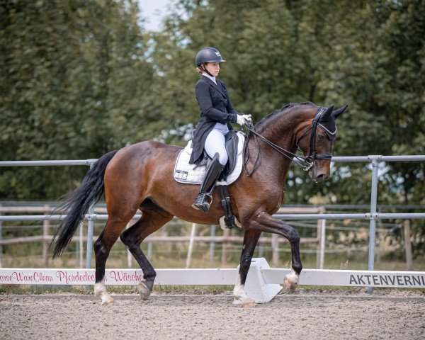 dressage horse Cafe's Cara (Oldenburg show jumper, 2011, from Cafe au lait 2)