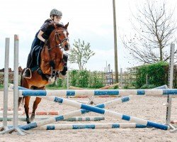 Springpferd Hamy (Welsh Pony (Sek.B), 2012, von Best Boy)