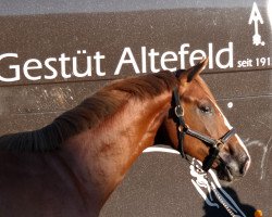 dressage horse Downing (German Warmblood, 2013, from Don Frederic 3)