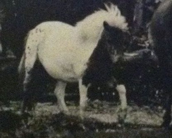 Zuchtstute Silky H 203 (Shetland Pony,  , von Mighty Fine of Netherley)