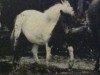 Zuchtstute Silky H 203 (Shetland Pony,  , von Mighty Fine of Netherley)