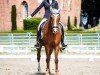 dressage horse Snoopy 662 (New Forest Pony, 2008, from Snippeling Boy)