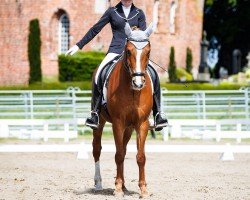 dressage horse Snoopy 662 (New Forest Pony, 2008, from Snippeling Boy)