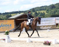 dressage horse Casillas 8 (German Sport Horse, 2010, from Cato)