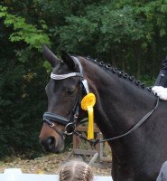 broodmare Happening 5 (German Sport Horse, 2006, from Londonderry)