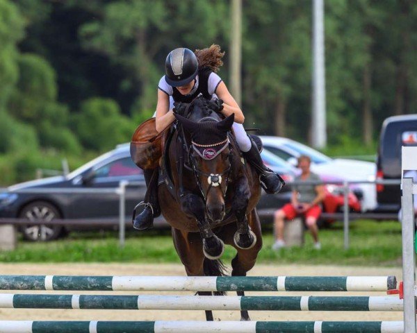 jumper Batida 136 (German Riding Pony, 2017, from Bon Jovi)