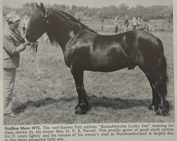 stallion Roundthwaite Lucky Jim (Fell Pony, 1951, from Storm Boy)