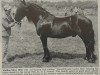 stallion Roundthwaite Lucky Jim (Fell Pony, 1951, from Storm Boy)