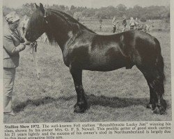 Deckhengst Roundthwaite Lucky Jim (Fell Pony, 1951, von Storm Boy)