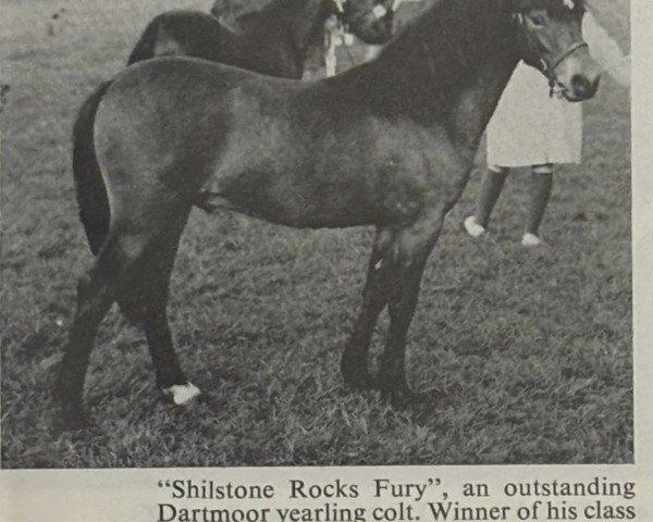 stallion Shilstone Rocks Fury (Dartmoor Pony, 1971, from Shilstone Rocks Darkness)