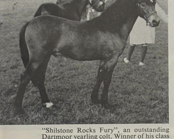 Deckhengst Shilstone Rocks Fury (Dartmoor-Pony, 1971, von Shilstone Rocks Darkness)