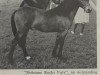 Deckhengst Shilstone Rocks Fury (Dartmoor-Pony, 1971, von Shilstone Rocks Darkness)