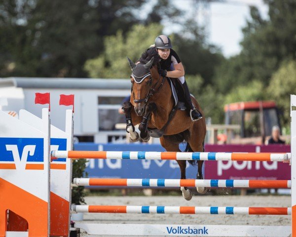 Springpferd Just A Boy (Belgisches Warmblut, 2009, von Toulon)