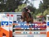 Springpferd Just A Boy (Belgisches Warmblut, 2009, von Toulon)