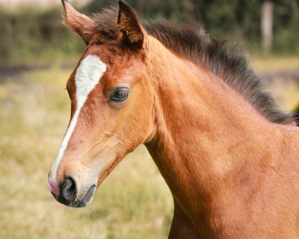 foal by Cedira T (Holsteiner, 2024, from Cash and Carry)