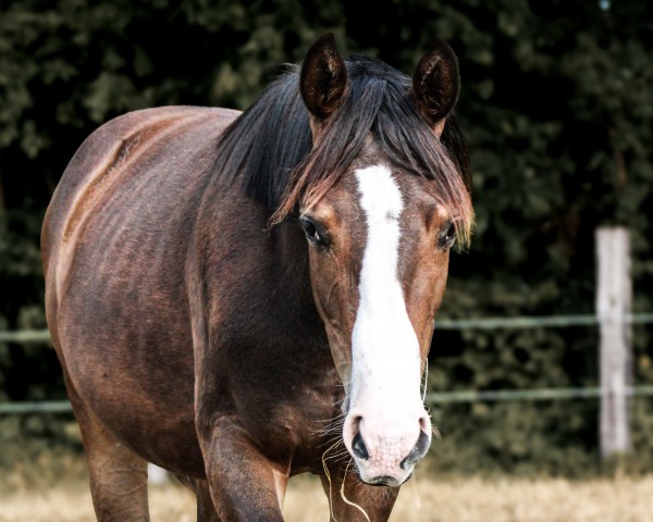 dressage horse Total Dream (Mecklenburg, 2023, from Titomas)