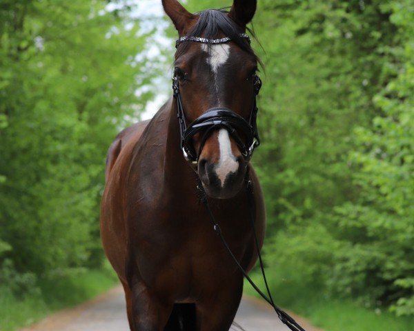 dressage horse Calypso 515 (German Riding Pony, 2017, from Coke saint of the Life)