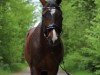 Dressurpferd Calypso 515 (Deutsches Reitpony, 2017, von Coke saint of the Life)