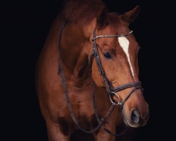 jumper Ice Breaker Vdp (KWPN (Royal Dutch Sporthorse), 2013, from Action-Breaker)