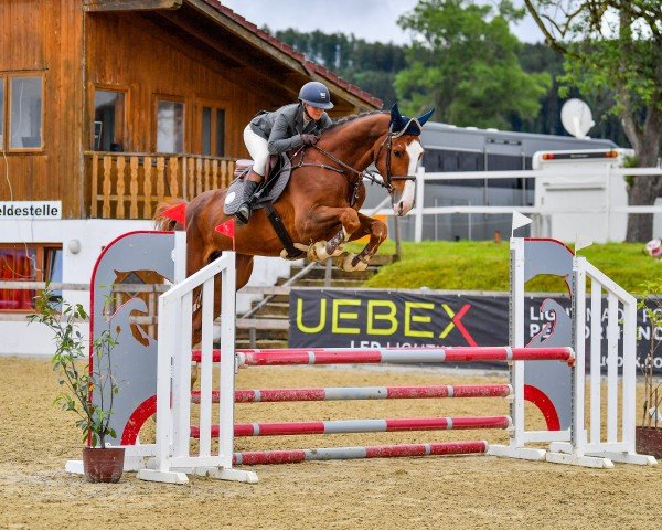 Springpferd Baloutelli vom Voglgut (Österreichisches Warmblut, 2019, von Brantzau)