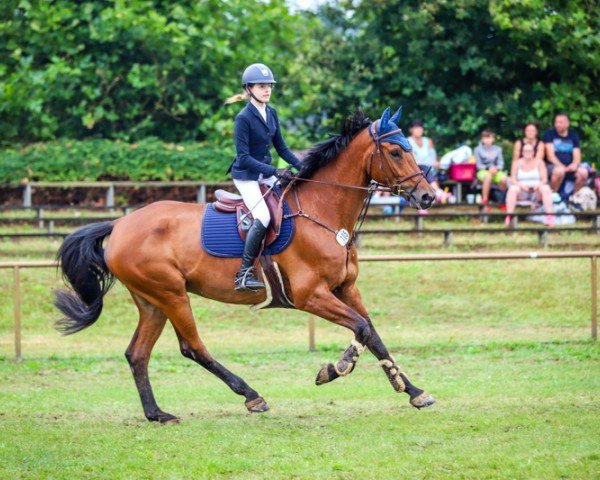 jumper Captain Morgan K (German Sport Horse, 2017, from Captain Olympic)