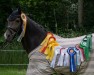 dressage horse Kenzo van't Hofje (KWPN (Royal Dutch Sporthorse), 2014, from Kasanova van Klaverborch)