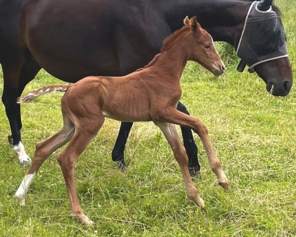 foal by Saphira (German Sport Horse, 2024, from Accroche)