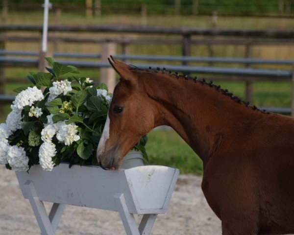 foal by Hengst von Accroche / Sirtaki Deluxe (Oldenburg, 2024, from Accroche)