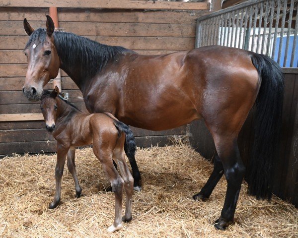 broodmare Helene V (Holsteiner, 2015, from Dinken)