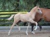 dressage horse Sahneschnitte W (German Riding Pony, 2017, from Golden West NRW)