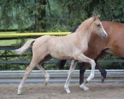 dressage horse Sahneschnitte W (German Riding Pony, 2017, from Golden West NRW)