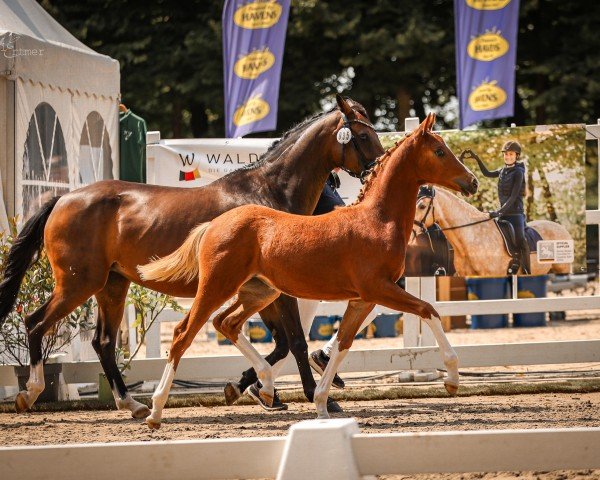 foal by Mescalita (German Riding Pony, 2024, from Mescal 15)