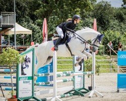 jumper Clearvisto (German Sport Horse, 2011, from Clarimo Ask)