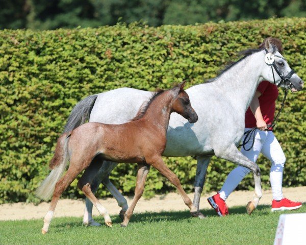 foal by Santiago's Showman (Westphalian, 2024, from Santiago)