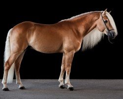 stallion Stratos (Haflinger, 2014, from Stilton)