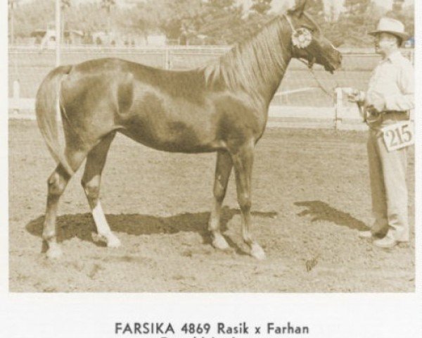 broodmare Farsika ox (Arabian thoroughbred, 1948, from Rasik ox)