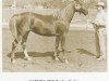 broodmare Farsika ox (Arabian thoroughbred, 1948, from Rasik ox)