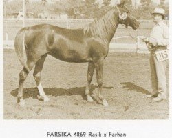 Zuchtstute Farsika ox (Vollblutaraber, 1948, von Rasik ox)