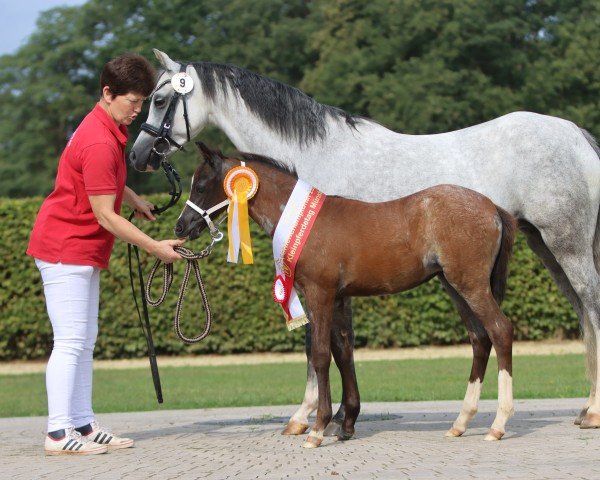 Dressurpferd St Tropez (Welsh Pony (Sek.B), 2022, von Santiago)