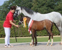 Pferd St Tropez (Welsh Pony (Sek.B), 2022, von Santiago)